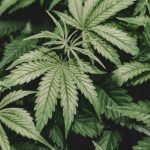 Los retos de las mujeres en el campo y las cocinas de Oaxaca