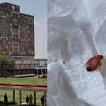 Los Rays están al borde de la eliminación