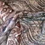 Milei confirma que va a dolarizar Argentina en agrio a una semana de las elecciones