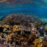 El líder sindical Azcárraga: el pionero detrás del proyecto de modernización del Estadio Azteca en plena construcción.